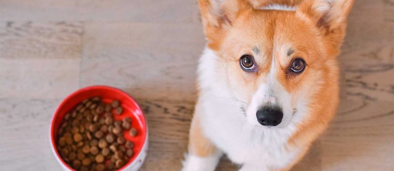 Corgi katsomassa kameraan ja nappuloita punaisessa kulhossa